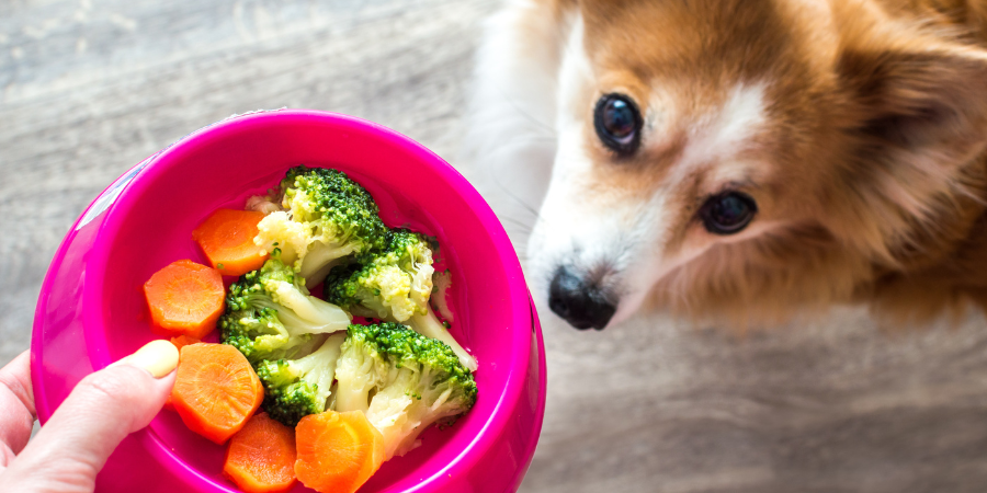 fruits and veggies for dogs healthy dog snacks