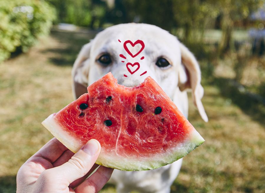 watermelon for dogs